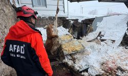 Çatısı Çöken Ahırlarda 4 Büyükbaş Hayvan Öldü