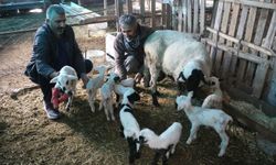 Denizli'de Koyun Tek Batında 9 Yavru Doğurdu