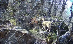 Siirt’te dağ keçisi objektife takıldı