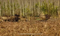 Diyarbakır - Hevsel Bahçeleri’nde domuz sürüsü görüntülendi