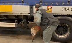 Edirne’de 240 Kilo Skunk Ele Geçirildi