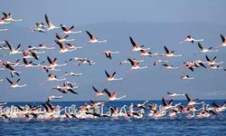 Van Gölü'ndeki Flamingoların Alanında Adacıklar Oluştu