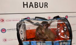 Gümrükler Muhafaza 2025’te 85 Bin Hayvan Ele Geçirdi