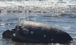 Karaya Vuran Caretta Caretta Ekipler Tarafından Kurtarıldı