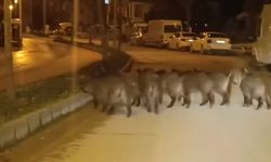 Hatay’da Yaban Domuzu Sürüleri Evlerin Yakınına Geldi