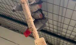 İstanbul Havalimanı'nda Yapılan Kontrolde 20 Afrika Papağanı Bulundu