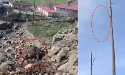 Kuvvetli Rüzgar Kopan Elektrik Telinin Üzerine Düştü 2 İnek Öldü