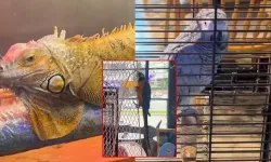 DKMP, CITES Kapsamındaki 3 Hayvana El Koydu