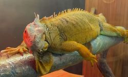 Kaçak Getirilen Egzotik Hayvanlar, Güvenli Bölgeye Alındı