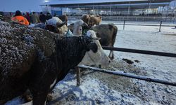 Kış Şartları Türkiye’nin En Büyük Hayvan Pazarını Etkiledi