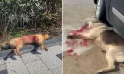 Bodrum’da 2 Köpeğin Öldürülmesi Olayında Tutuklama Talebi