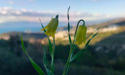 Kuşadası’nda Doğa Canlandı: Ağlayan Gelinler Açtı