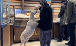 “Çorap” Adlı Kuzu, Sahibi İle Bir An Olsun Ayrılmıyor