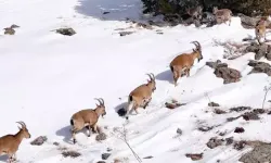 Munzur Dağları’nda Sürü Halindeki Dağ Keçileri Dronla Görüntülendi