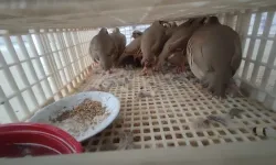 Şırnak-Habur’da Ele Geçirilen 38 Keklik Doğaya Salındı