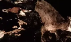 Kırşehir’de 13 Hayvan Ölü Olarak Bulundu Soruşturma Başladı