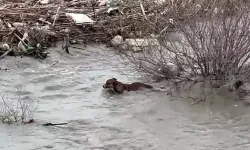 Aydın’da Köprüden Düşen Sokak Köpeği Yüzerek Kıyıya Ulaştı