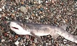 Çanakkale’de Amatör Balıkçıların Oltasına Yavru Köpek Balığı Takıldı