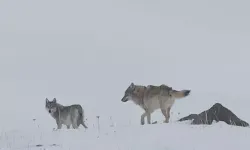 Köye İnen Kurtlar Dronla Görüntülendi