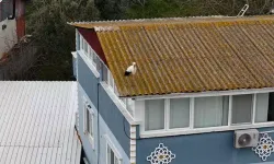 Yaren Leyleğin Eşi Nazlı 20 Gün Erken Geldi