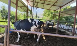 Muğla’da 11 Mahalle Şap Hastalığı Nedeniyle Karantinaya Alındı