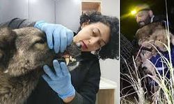 Manisa’daki Selden Kurtarılan 3 Köpek Bursa’da Tedavi Altına Alındı