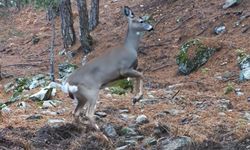 Ormanda Hareket Eden Karaca Fotokapana Yansıdı