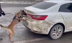 Polis Köpeği Hera Yasaklı Madde Yakaladı