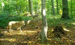 Ormanda Gezen Kurt Sürüsü Fotokapanla Görüntülendi