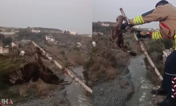 Tellere Takılan Şahin Kurtarıldı