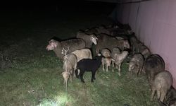 Tekirdağ’da çiftlik yangınında çok sayıda küçükbaşın telef olduğu belirtildi