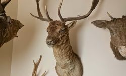 Tekirdağ’da 40 Parça Tahnit ve Trofe Ele Geçirildi