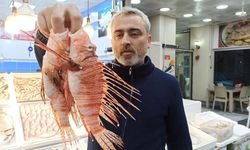 Tezgahta Satışı Yasak Olan Aslan Balığının Özel Müşterisi Var