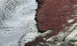Tekirdağ’da deniz kıyılarında kırmızı renk oluşumu görüldü