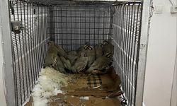 Van’da Keklik Avına 75 Bin TL Ceza Kesildi