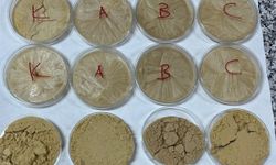 Vegan Sporcular İçin Ceviz Bazlı Protein Geliştirildi