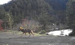 Yaban Hayvanları Fotokapanlarla Görüntülendi