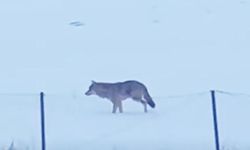 Yalnızçam’da 3 Ayaklı Kurtun Hayatta Kalma Çabası