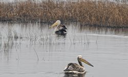 Yaralı Pelikanlar Tedavi Sonrası Doğaya Bırakıldı