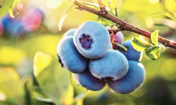 Yaban Mersini Artık Zirvede Değil: İşte 11 Güçlü Besin