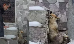 5. Yaralı Tilki, Başkan Demir’in Desteğiyle Koruma Altına Alındı