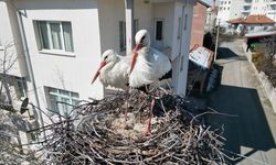 Leyleklerin 40 Yıllık Yuvası Yıkıldı, Yenisi Yerleştirildi