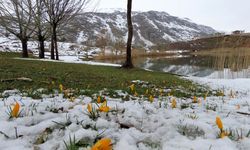 Yaylalarda Karların Erimesiyle Bahar Çiçekleri Görüldü