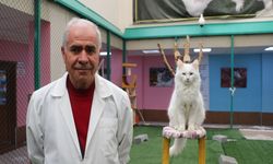 Van Kedi Villası’nda Yeni Üyeler İçin Heyecanlı Hazırlık