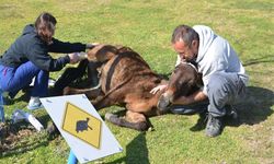 Ötenazi Yerine Ampütasyon Katırı Hayata Bağladı