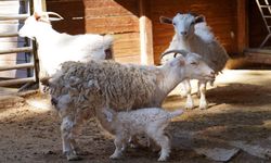 Antalya Doğal Yaşam Parkı Yeni Yavrularla Şenlendi