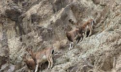 Avcılara Anlamlı Mesaj: Tetiğe Değil Deklanşöre Basalım