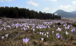 1700 Rakımlı Yaylada Çiğdemlerle Bahar Merhabası