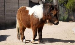 Bayramda Doğan Midilli Şeker İlk Yaşını Kutlayacak