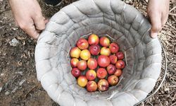 Mersin'de Nektarin Hasadı Başladı: Kilosu 500 Lira